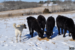 Dog protecting cows