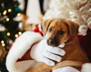 holiday seasn: a brown puppy sitting in santa claus' lap