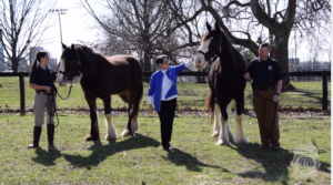 woman in a blue jacket petting a clydesdale