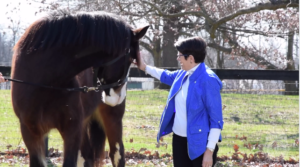 woman in a blue jacket petting a clydesdale