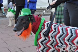 Shamrock Shuffle: dog dressed like a leprechaun