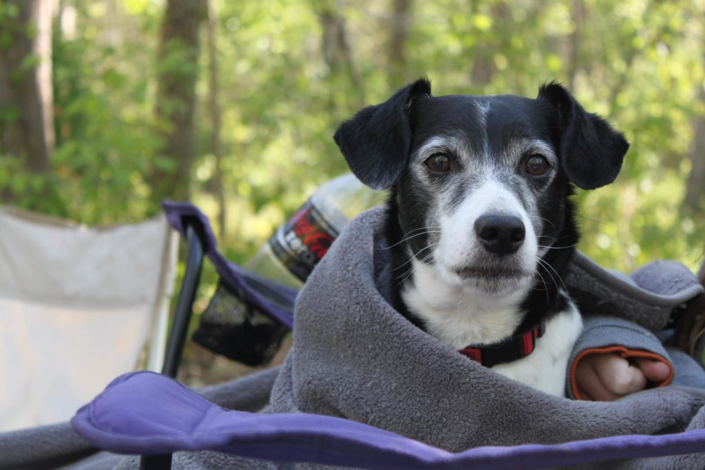 an older black and white dog wrapped in a blanket