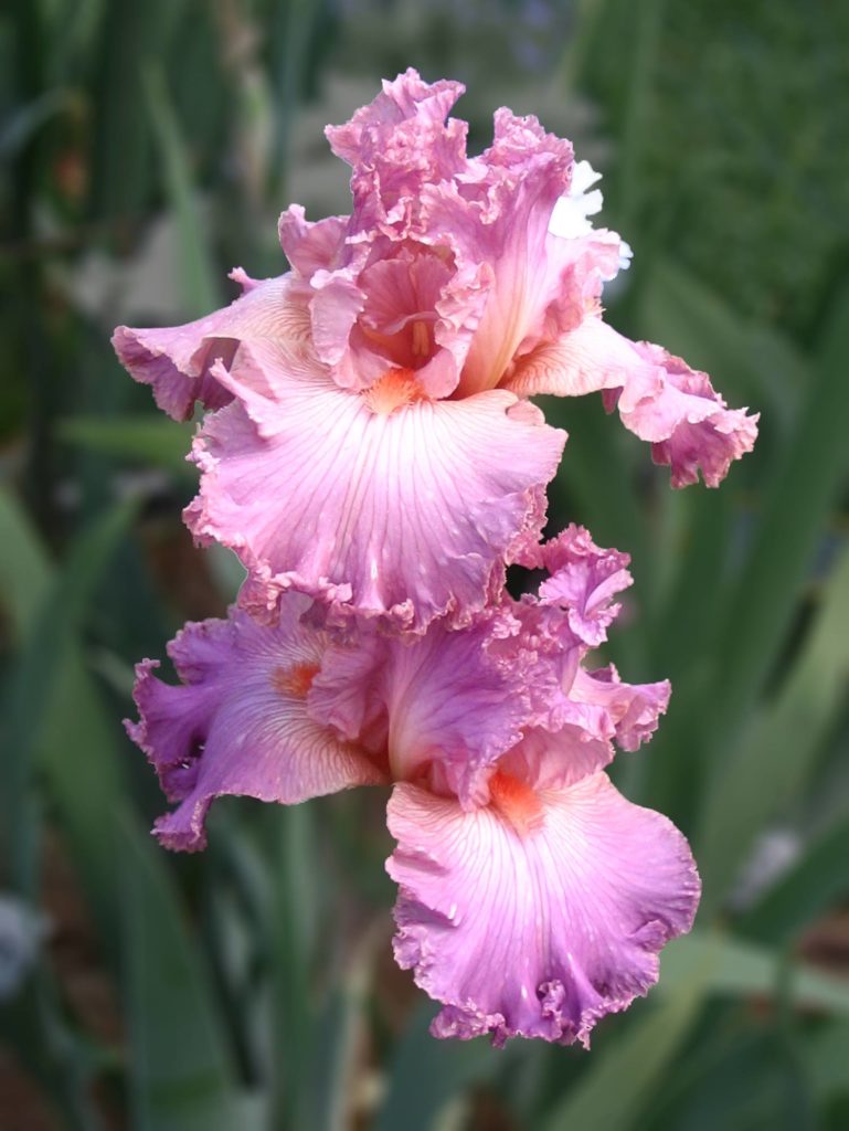 Close up shot of pink iris flower