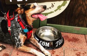 Pet Shop: dog with a water bowl in front of a sign